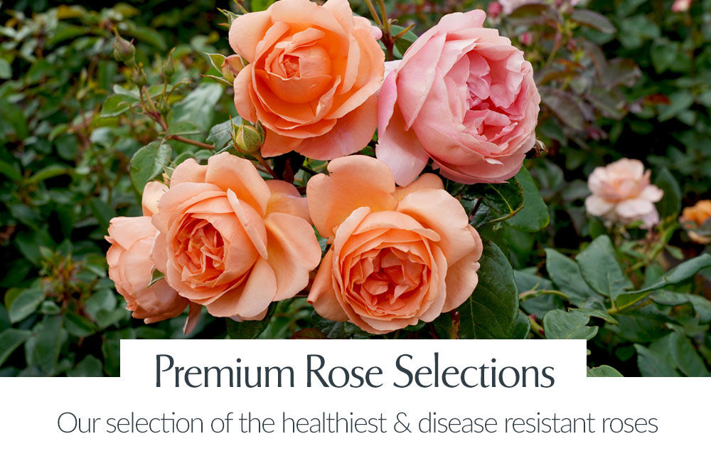 View Premium Rose Selections